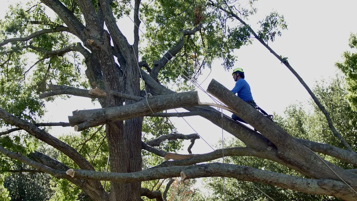 Professional Hazardous Tree Removal performed by certified arborists in Burlington